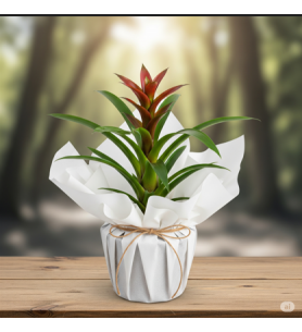 Saksıda Guzmania Çiçeği